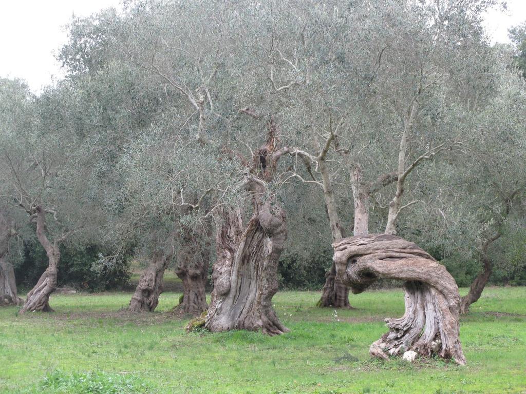 Tenuta Sant'Andrea Giuggianello エクステリア 写真